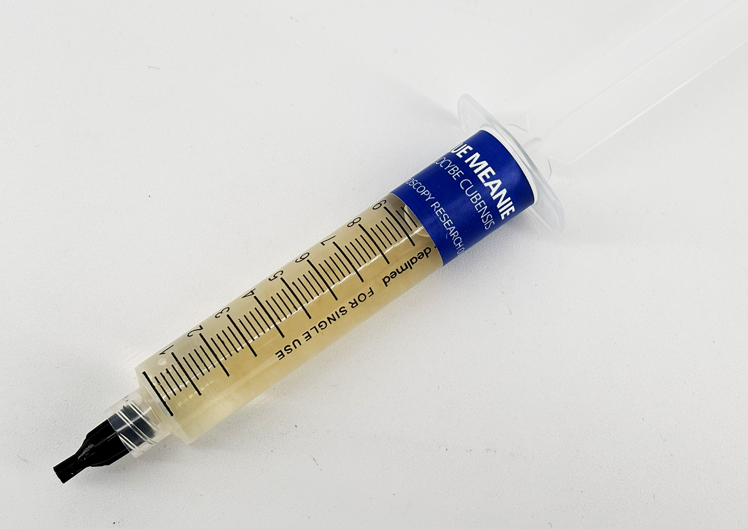 blue meanie psilocybe cubensis liquid culture